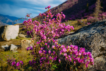 Fototapeta na wymiar Stunning blooming pink flowers on the hillside in the morning sun, breathtaking floral background of nature. Rhododendron blooms in Altai mountains on sunny spring day.