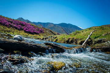 Fototapeta na wymiar Small mountain stream among the flowering hills and mountains covered with forest. Glitter of water, blue sky and pink flowers, beautiful sunny spring day in the Altai mountains. Amazing landscape.