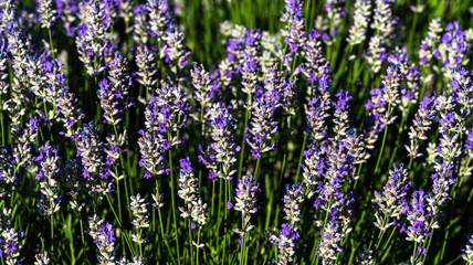 Naklejka premium Purple salvia blossoms