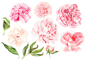 Beautiful watercolor set with peony flowers and leaves.  © knopazyzy