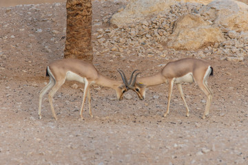 A pair of Arabian Sand Gazelles (Gazella marica) in the rocks of the United Arab Emirates (UAE) fighting and locking horn or antlers.