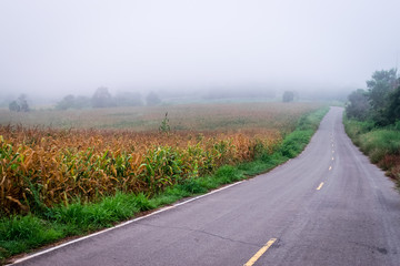 corn field in farm