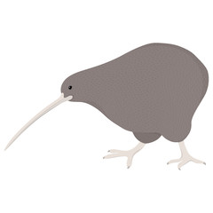 New Zealand national kiwi bird in flat style. Vector illustration. - 276837767