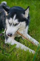 Siberian husky dog with blue eyes lies on the green grass and gnaws a stick. Bright green trees and grass are in the background. The dog is on the lawn. 