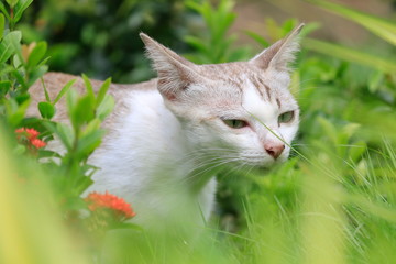 Obraz premium One white cat is walking with pleasure in the flower garden.