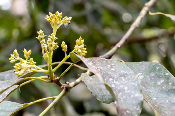 Blurred nature background with rainforest flora of Amazon River basin in South America