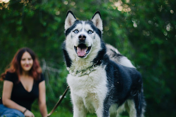 Obraz premium A beautiful girl is sitting on the lawn with her dog. Siberian husky dog with blue eyes. Bright green trees and grass are in the background. Friendship between man and animals.
