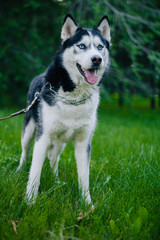 Siberian Husky dog with blue eyes lies on the green grass and looks away. Bright green trees and grass are in the background. Dog on the lawn. close-up