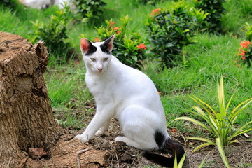 One white cat is walking with pleasure in the flower garden.