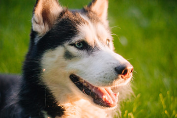 Siberian Husky dog with blue eyes lies on the green grass and looks away. Bright green trees and grass are in the background. Dog on the lawn. close-up