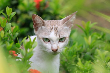 One white cat is walking with pleasure in the flower garden.