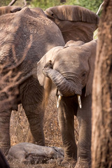 Obraz premium Elefant - Loxodonta africana