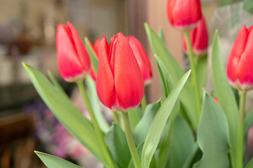 Red tulips background.