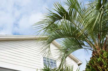 Fototapeta na wymiar Residential building and palm tree at the backyard