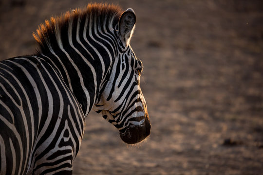 Zebra (Equus quagga)