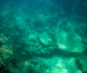 Fototapeta premium sea fish near coral, underwater