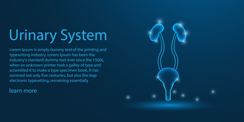 Human Urinary system. Kidnes theme concept  - obrazy, fototapety, plakaty