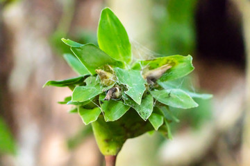 Blurred nature background with rainforest flora of Amazon River basin in South America