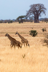 Giraffe (Giraffa)