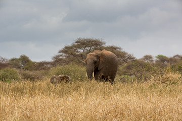 Elefant - Loxodonta africana