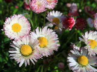 Fototapeta premium Image of spring flowers. Wild asters.