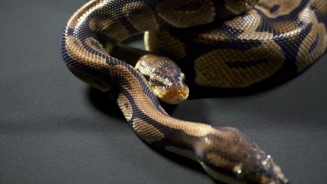 Video of royal ball python on dark table