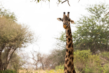 Giraffe (Giraffa)