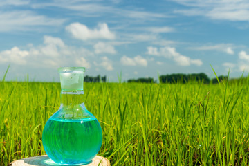 Image of a glass flask with a chemical solution on the background of young rice shoots. Glass bulb. Agrochemical solution. Chemical agent. Fertilizer. Plant protection.