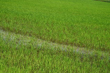 Rice field. Young rice shoots. Sprouted Rice. Sprouted Fig.