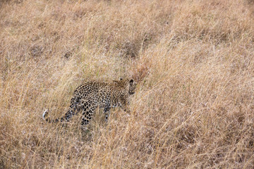 Leopard (Panthera pardus)