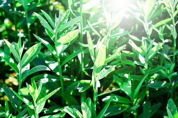 Fresh green leaf with soft sunlight in morning, green leaf texture for background