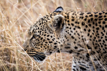 Leopard (Panthera pardus)
