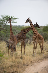 Giraffe (Giraffa)