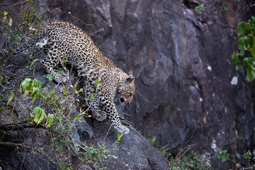 Obraz na płótnie Canvas Leopard (Panthera pardus)