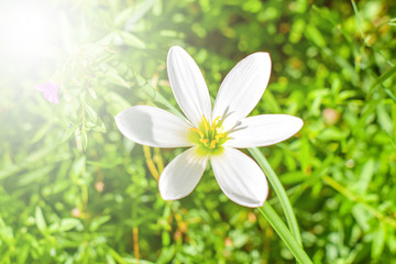 Rain Lily or Zephyranthes grandiflora flower with soft sunlight on green background. 