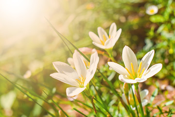 Rain Lily or Zephyranthes grandiflora flower with soft sunlight on green background. 