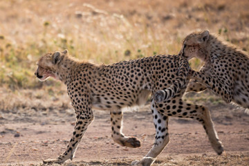Gepard - Acinonyx jubatus