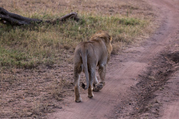 Fototapeta premium Löwe (Panthera leo)