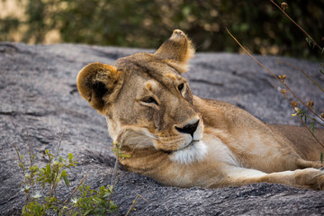 Löwe (Panthera leo)