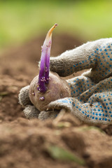 the hand of the gardener is holding a potato tuber with a sprout