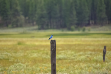 A Mountain Bluebird perched on a wood post in the middle of a grass meadow.