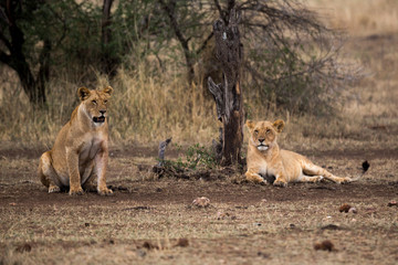 Löwe (Panthera leo)