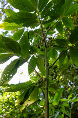Blurred green background with berries and fruits of rainforest, jungle of Amazon River basin in South America