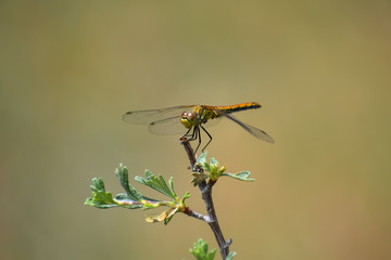 A Meadowhawk Dragonfly perched on a branch.