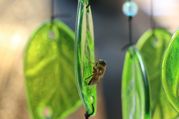 Honey Bee on Glass Leaf Macro