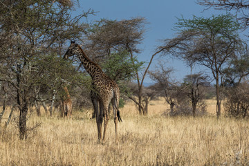 Giraffe (Giraffa)