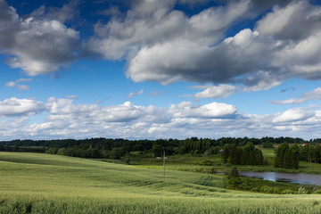 Green wheat field and blue sky.