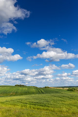 Green wheat field and blue sky.