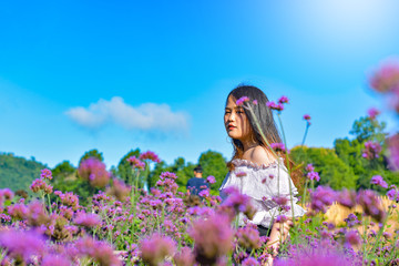 Fototapeta na wymiar Women standing in Verbena bonariensis flower field, Sunny day with girl asian on Vervain flower field