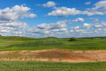 Fototapeta na wymiar Dry puddle on green wheat field.